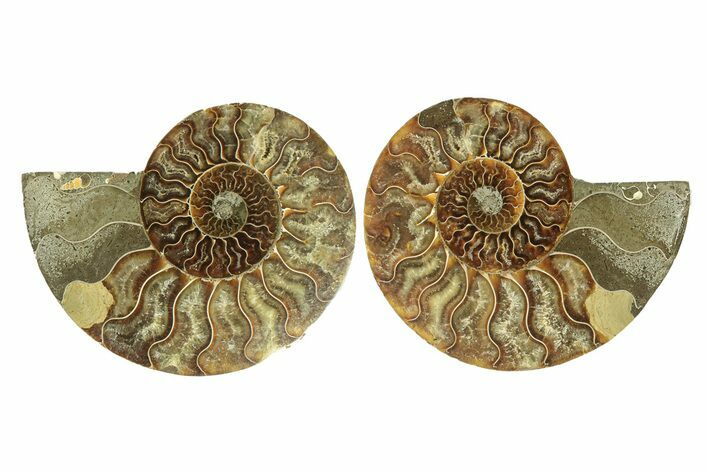 Cut & Polished, Agatized Ammonite Fossil - Madagascar #264778